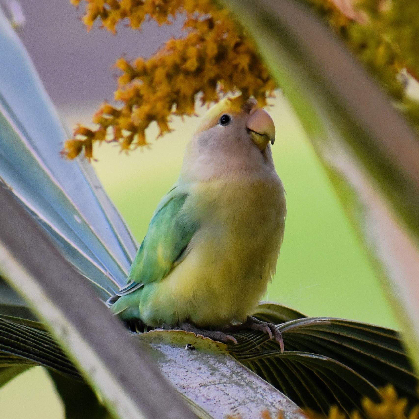 Parakeet
